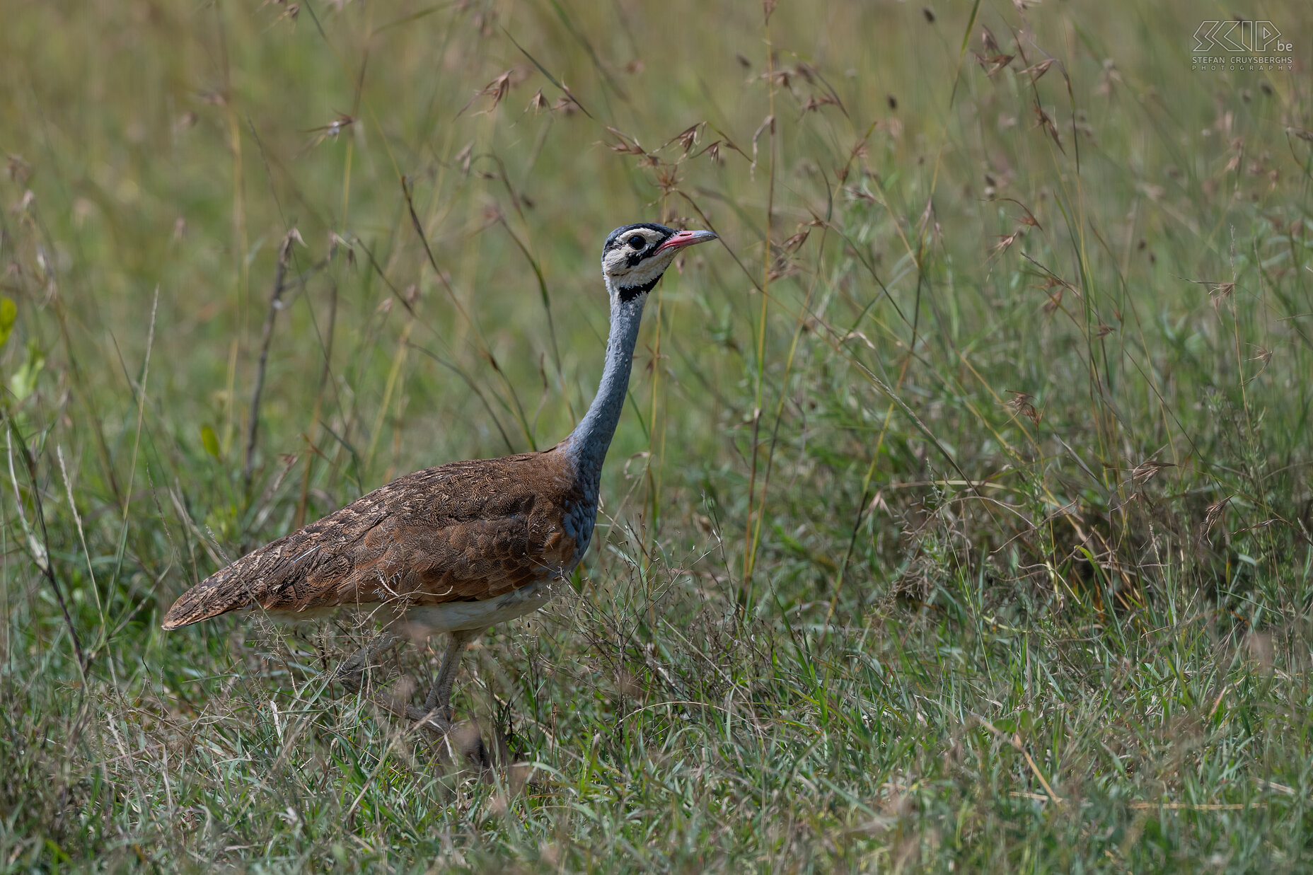 Ol Pejeta - Senegaltrap White-bellied bustard / Eupodotis senegalensis Stefan Cruysberghs